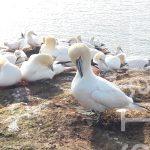 Helgoland Helgoland